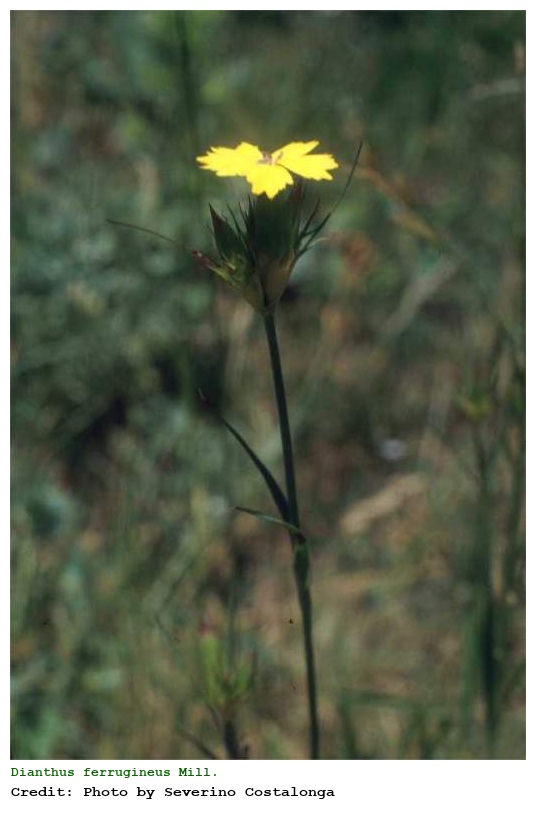 Dianthus ferrugineus Mill.